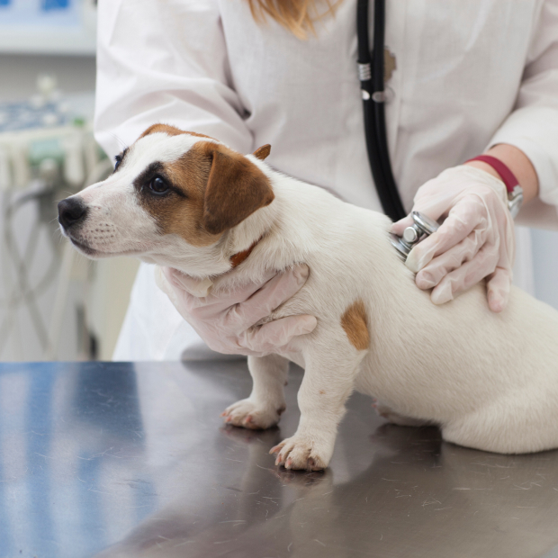 おぎの動物病院